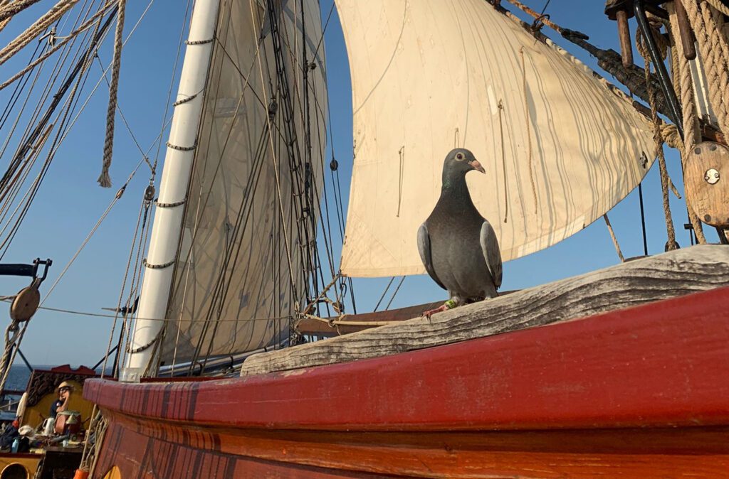 La Reine des Pigeons